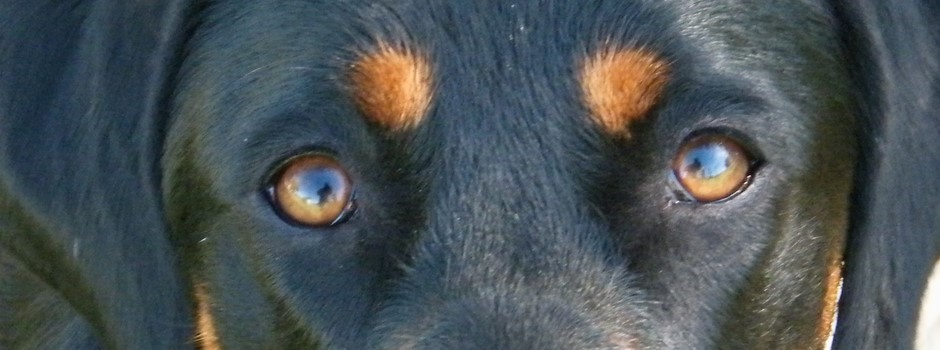2chiens.jpg